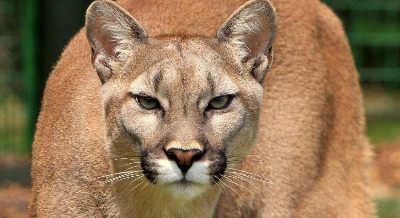 Bement a puma a házba, nem védte meg gazdáját az eb – Videó