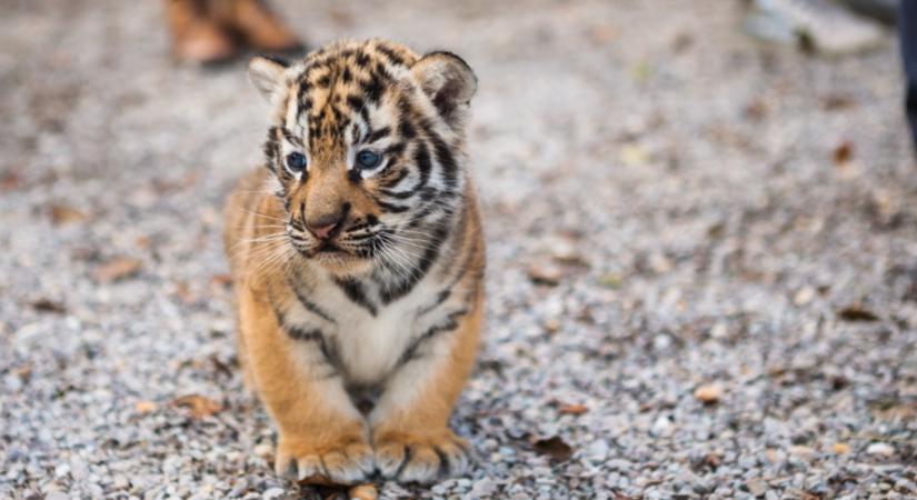 Szomorú hírről számolt be a budapesti állatkert: meghalt Szása, a bébitigris