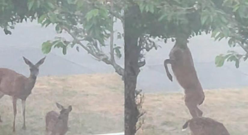 Így mentette fel magát a gyümölcslopás vádja alól az albérlő
