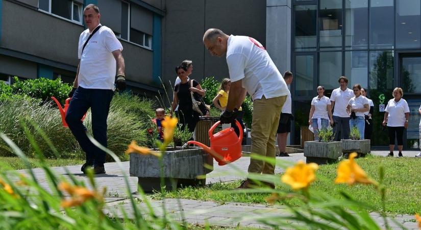 Kórházi zöld forradalom: virágok és padok mindenhol