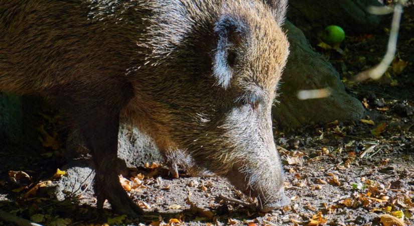 Egy kutatás szerint a vaddisznó húsa helyenként neonkék
