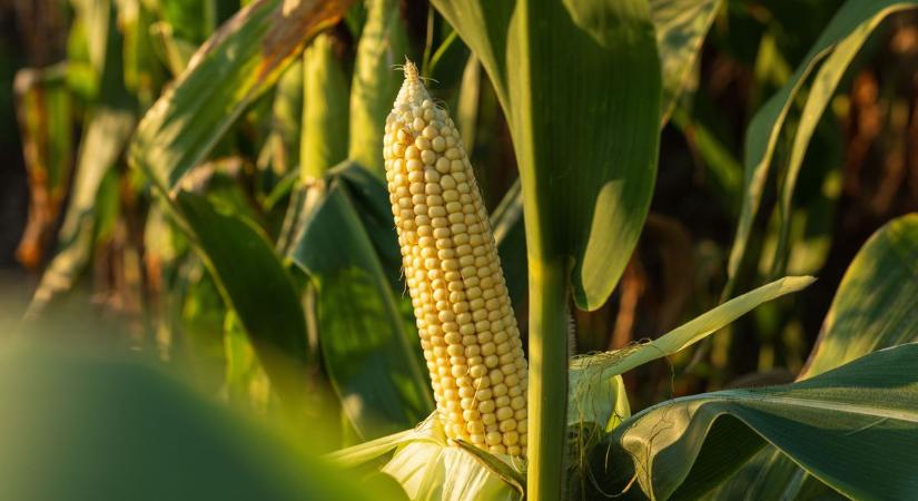 Vámmegállapodás: milyen hatása lesz az élelmiszerpiacokra?