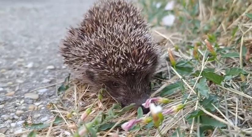 Elképesztő: így reagált a kamerára egy sün Szekszárdon (videóval)