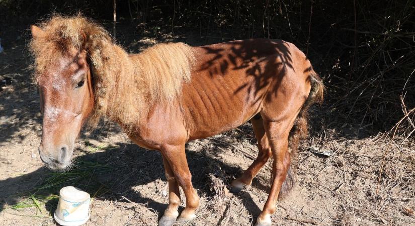 Csontsoványra éheztetett egy pónilovat, bilincs kattant az idős állatkínzó kezén