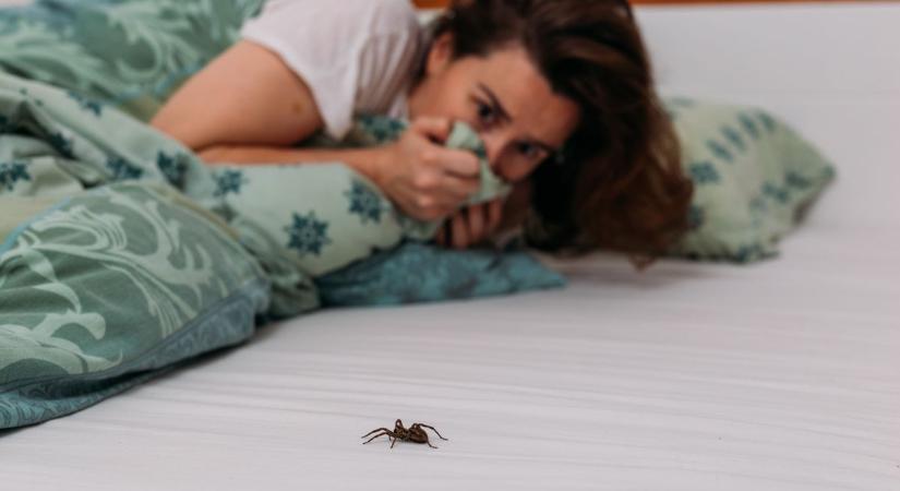 Így tartsd távol a pókokat – néhány egyszerű lépés a pókmentes otthonért