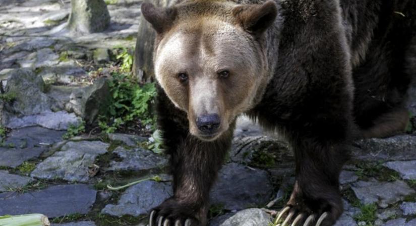 Egy szálloda vendégét sebesítette meg súlyosan egy medve