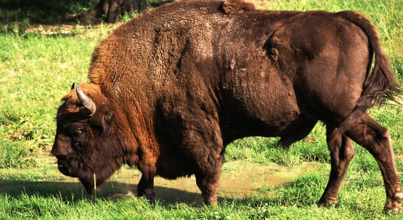 Bölények és szarvasok megfigyelésére épül központ a Fruška Gorán