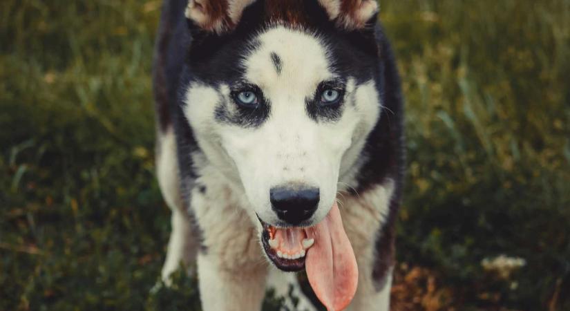 Utcára kiszabadult husky támadt egy szatmári nőre – Utánajártunk, mire számíthat a gazda