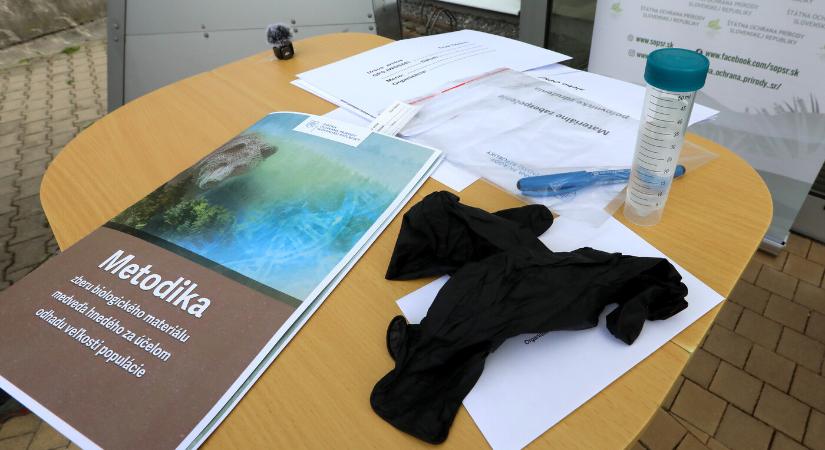 A környezetvédelmi minisztériumot hirtelen érdekelni kezdte, valójában hány medve is él Szlovákiában