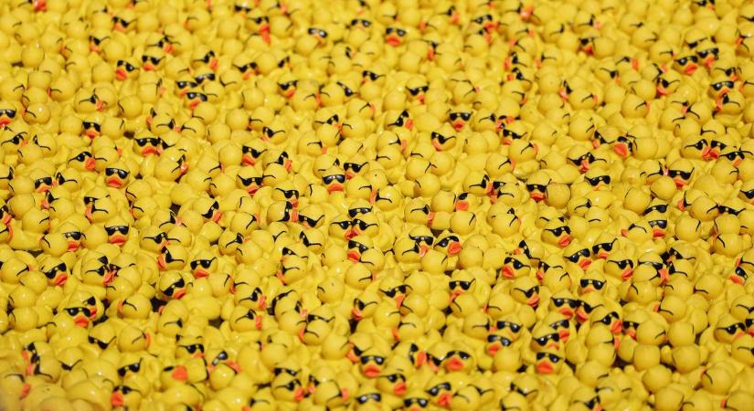 A kórházat támogatták idén a kacsaúsztatók