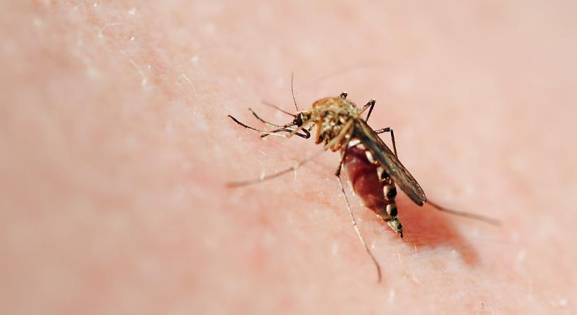 Lesújtó statisztika érkezett: egyre nő Európában az eddig szokatlan megbetegedések száma