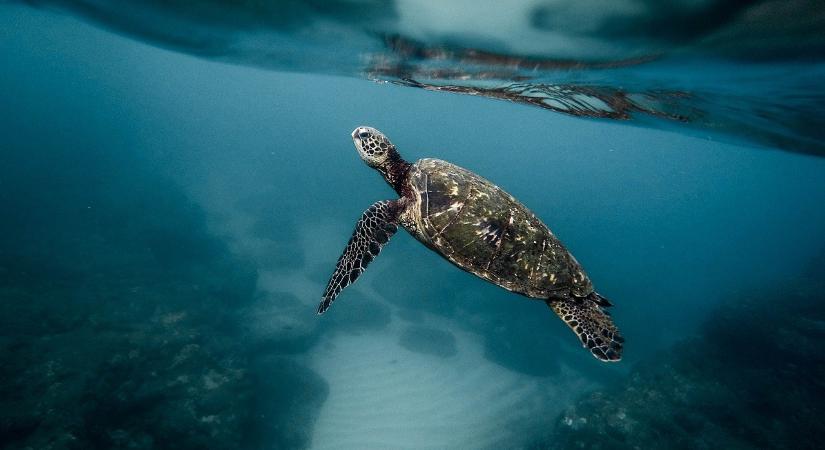 Az európai fenntarthatósági jelentéstétel új korszaka – az ESRS első tapasztalatai