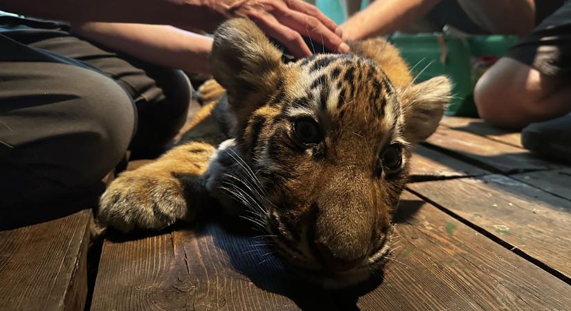 Négy hónaposan meghalt a debreceni tigris utóda