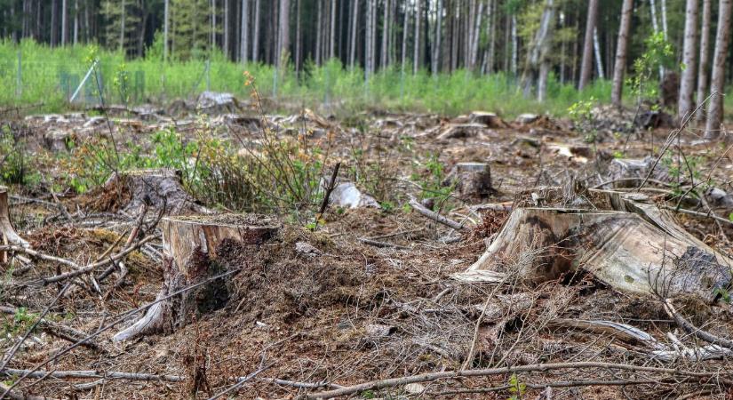 Fakitermelés: rosszkor, rossz helyen, vádemelés lett belőle