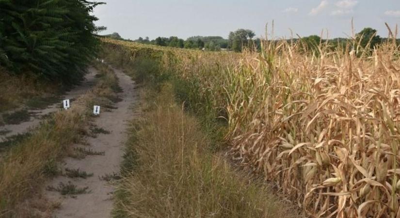 Csecsemőgyilkosság! A gyanú szerint megölték a kéthetes babát, a rendőrség nagy erőkkel nyomoz