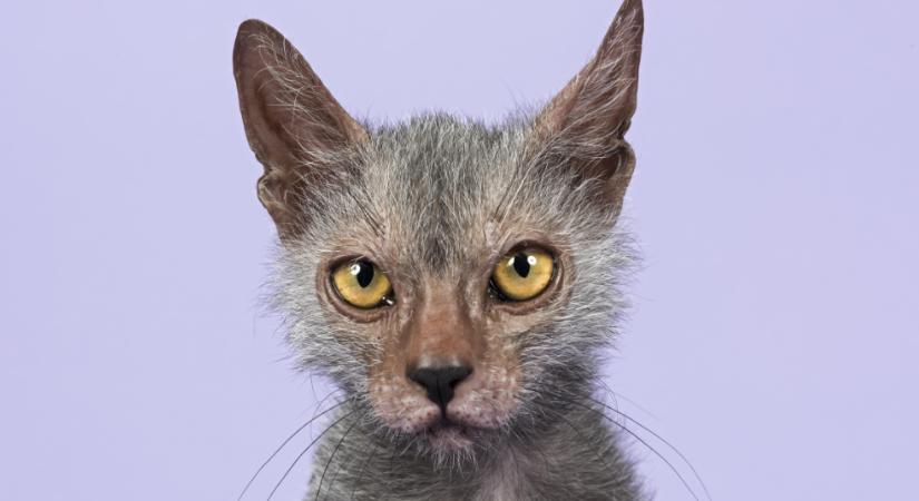 A macskavilág farkasa: 6 érdekesség a lykoi-ról