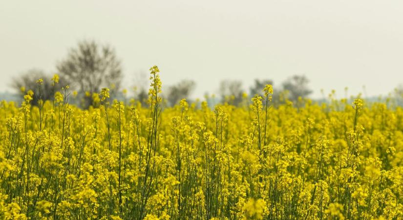 Parlagfűriadó Esztergomban: az allergiásoknak most kell figyelniük