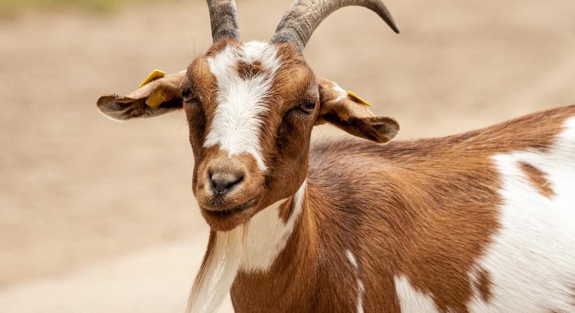 Kecskék támadtak a nyaralókra, egyre többen rettegnek tőlük ezen a településen