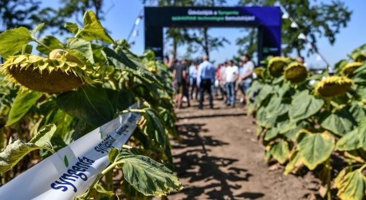Kihívások és válaszok a napraforgó- és kukoricatermesztésben