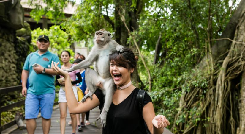 Veszélyben a turisták: majmok fosztogatnak ezen a közkedvelt nyaralóhelyen