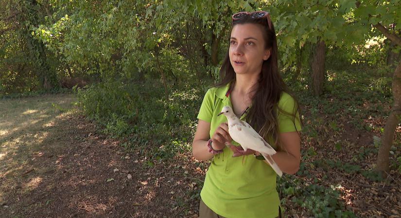 Radar – Balsorsú szárnyas koldusok  videó