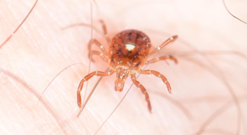 Kullancscsípés is okozhat allergiát – mutatjuk, kiket veszélyeztet leginkább