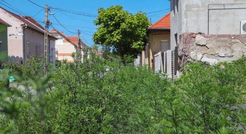 Dzsungellé változott a szomszéd kertje és már hozzád is átnyúlik a gaz? - Itt a megoldás!