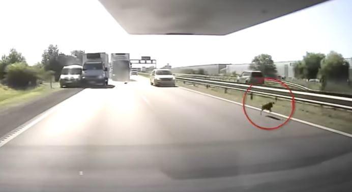 Egy kutya szaladt az M4-esen, öt autó karambolozott miatta – videó