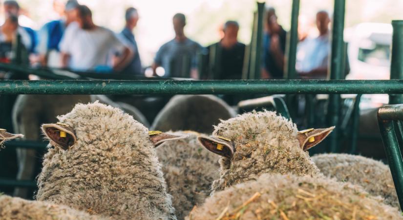 Egyedülálló agráreseményt rendeznek idén Magyarországon