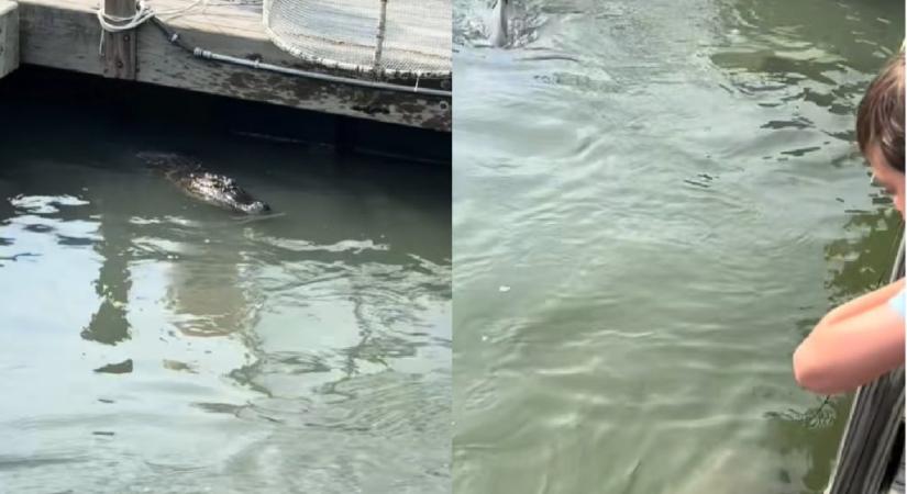 Cápák társaságában úszkált egy aligátor – videó