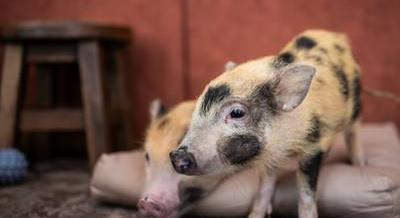 Ha valahol, hát itt biztosan malacod lesz! – A MiniPig Cafe Budapest