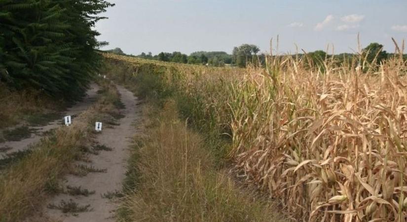 Kiderült, ki követhette el a nagydorogi csecsemőgyilkosságot