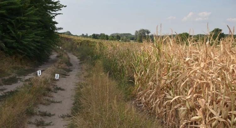 Nagydorogi csecsemőgyilkosság: őrizetbe vették az édesanyát