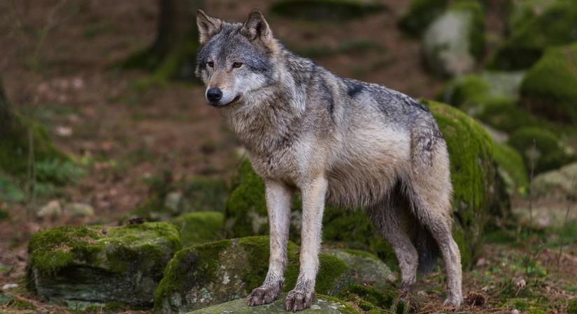 Hatszáz farkas garázdálkodik a szomszédban – nekünk is jut belőlük