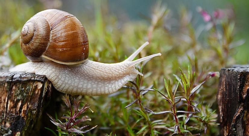 Hatékony módszer, amivel megszabadulhat a kertben a csigáktól