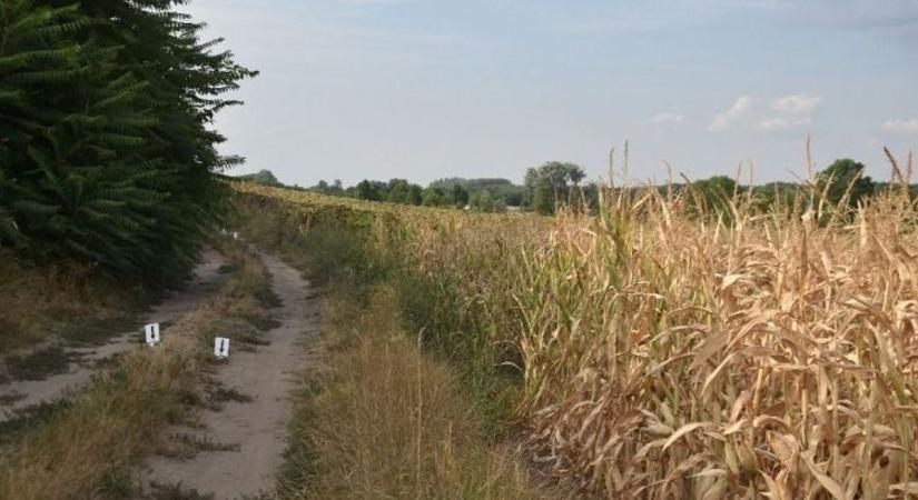 Nagydorogi csecsemőgyilkosság: őrizetbe vették az anyát