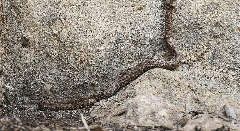 Kígyómarás-hullám Horvátországban, a legveszélyesebb faj támad
