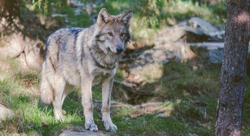 Durvul a farkashelyzet: elszabadultak az indulatok