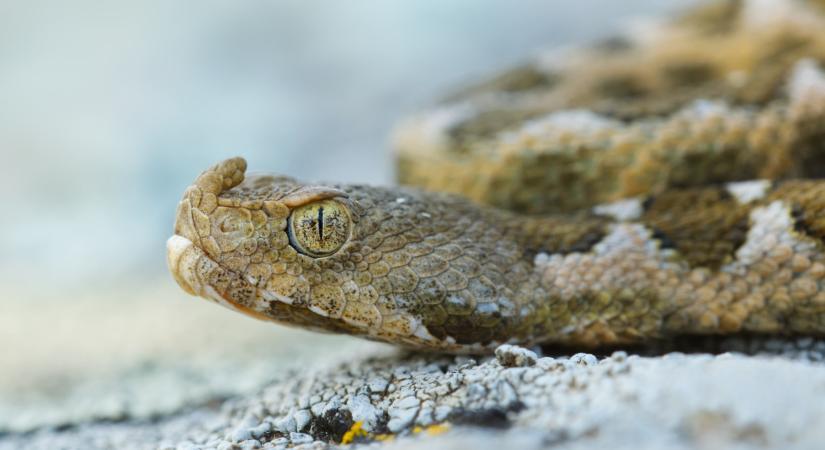 Súlyos kígyómarások miatt van pánik a magyarok kedvelt nyaralóhelyén