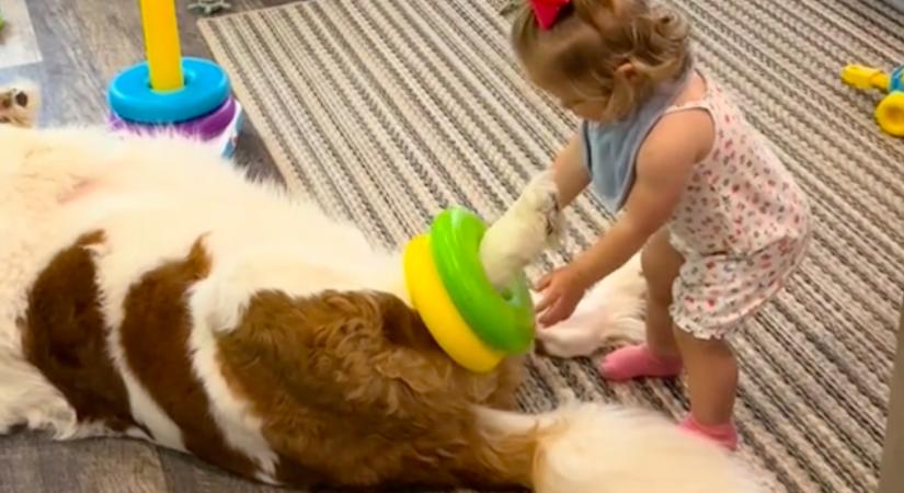 Fel akarja díszíteni a bernáthegyit a kislány: az eb reakciója szíveket olvaszt meg - Videó