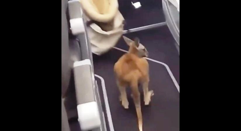 Félénk kengurukölyköt csalogattak be egy repülő fedélzetére – videó
