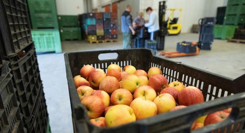 „Remélem, ezt csak viccnek szánták” – meglátták a felvásárlási árat, felháborodtak a szabolcsi gazdák