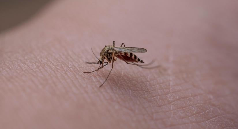 Rekordmennyiségű, szúnyogok által terjesztett betegség leselkedik az európaiakra idén