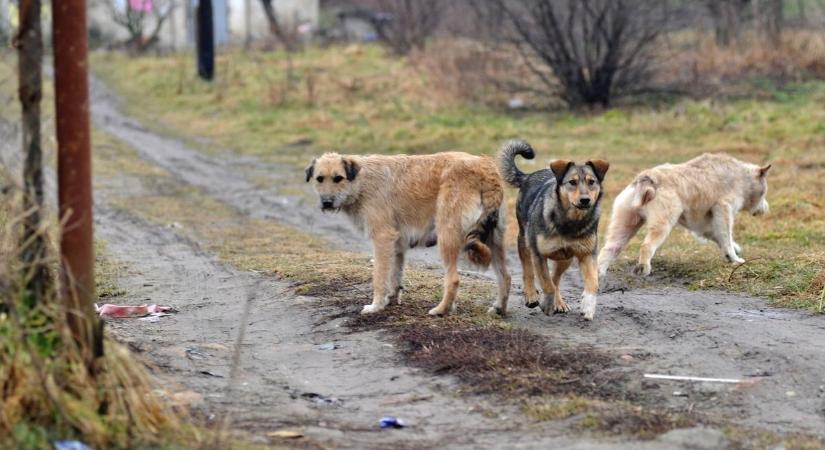 Elszabadult kutyák gyilkoltak egy vajszlói család udvarán  a rendőrség nyomoz