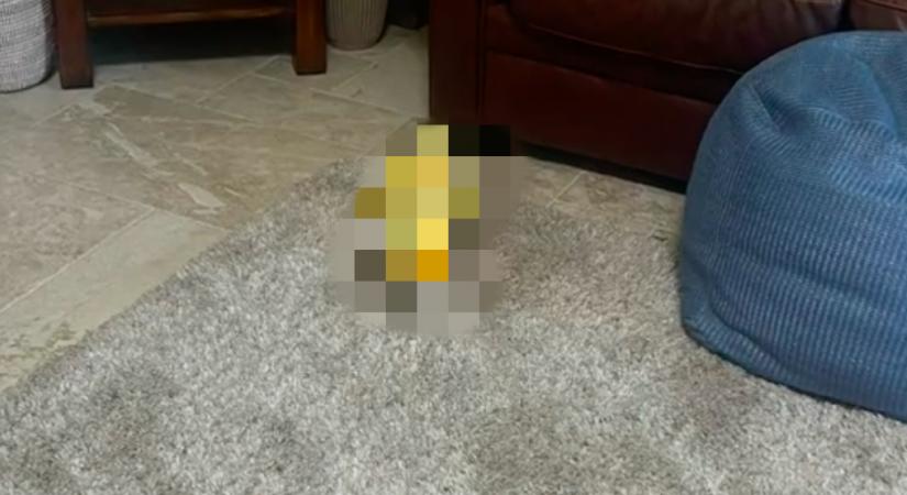 A szőnyegre piszkít a golden retriever: a reakciója milliók szívét olvasztja meg - Videó