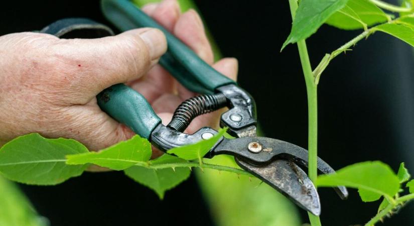 Augusztusi metszés: ezeknél a növényeknél most kötelező a visszavágás