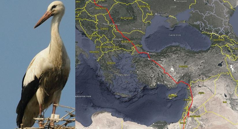 Megérkezett Afrikába az első szlovákiai gólya