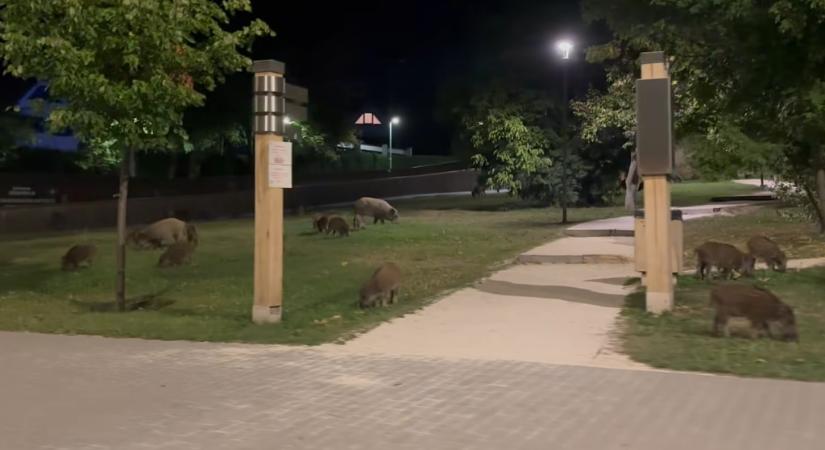 Zavarba ejtően nagy vaddisznócsapatot videóztak le a Normafán