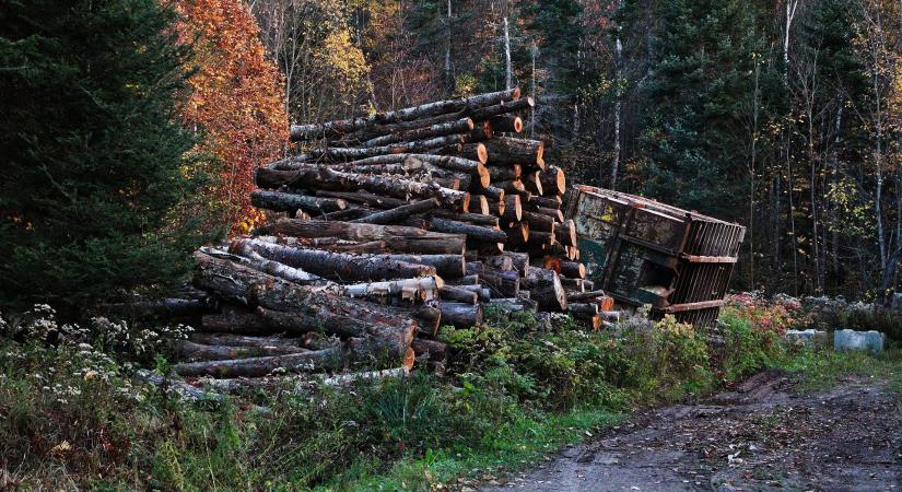 Frissült az EUDR rendelethez kapcsolódó útmutató
