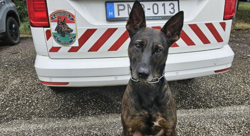 Rengeteg rendőrt riasztottak, amikor kiderült, kinek a házához vezette a járőrt a rendőrkutya